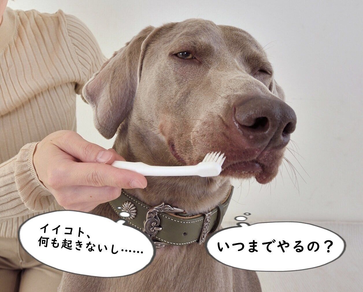 いつまでも続くお手入れに嫌気がさしているのかも!? （撮影／佐藤正之）