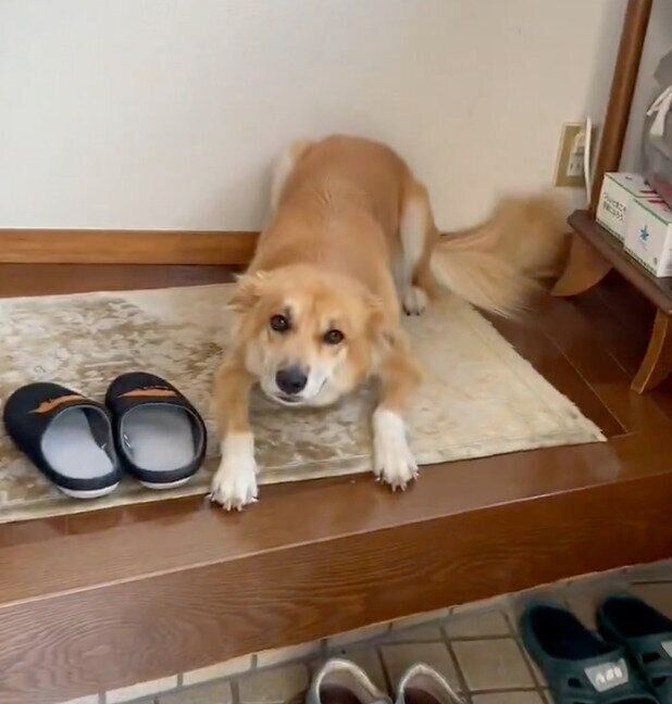 帰宅した飼い主さんを大歓迎するチャロちゃん。