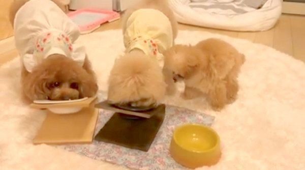 ごはんを食べるトイ・プードル3姉妹