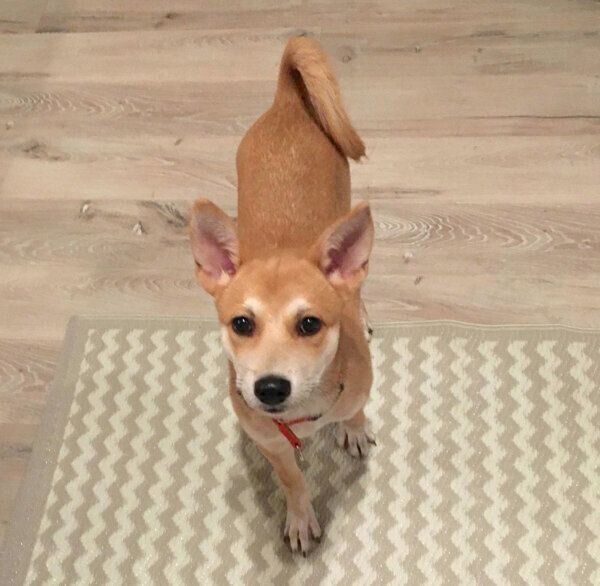 家に来た頃のくるみちゃん