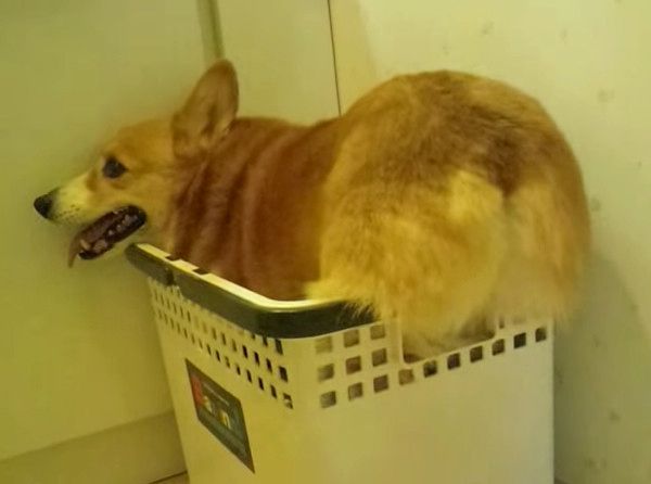 雷が怖いコーギー