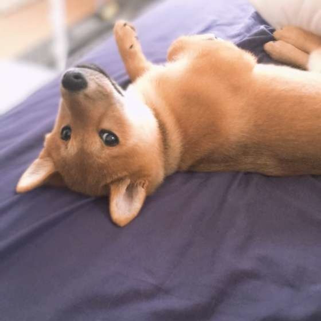 散歩中スマホばかり見てない 実は触れ合い不足な飼い主のng行動 いぬのきもちweb Magazine 散歩中スマホばかり見てない 実は触れ合い不足な飼い主のng行動 いぬのきもちweb Magazine