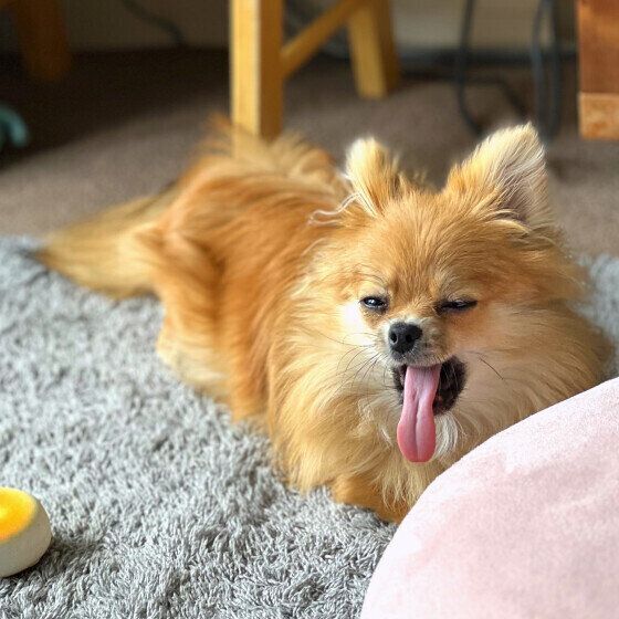 あくびをするむぎちゃん（ポメラニアン）