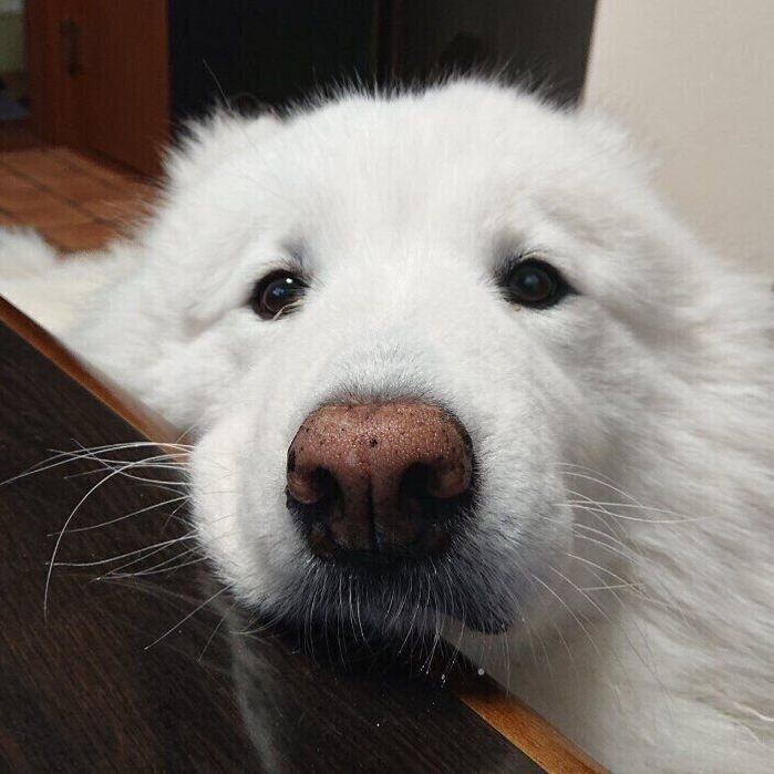 飼い主さんを見つめるサモエド
