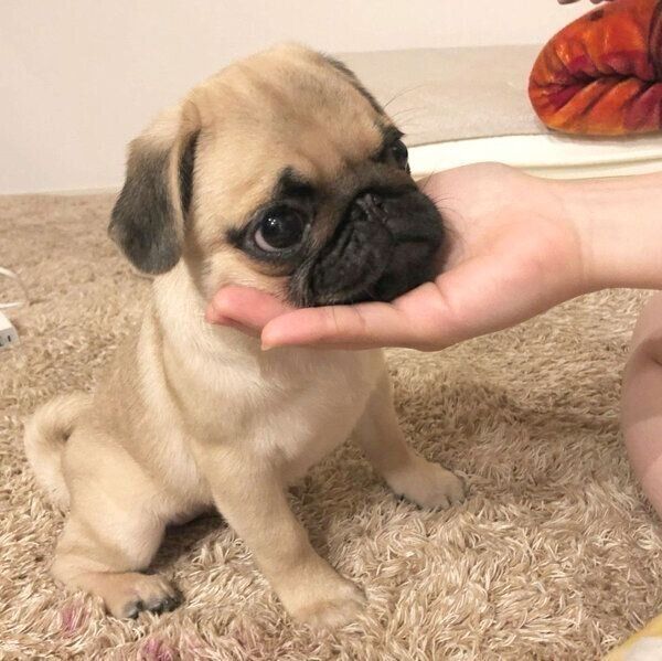 「アゴ乗せ」をする子犬時代のさんきちくん