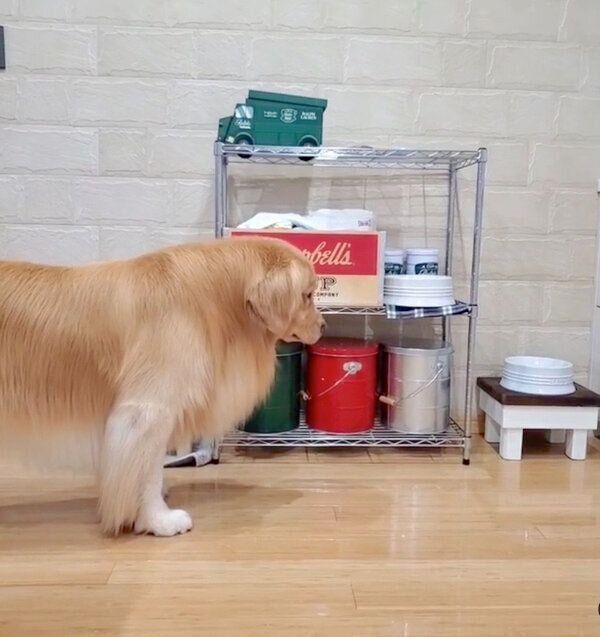 「おなか空いてますよ」と静かにアピールするアランくん