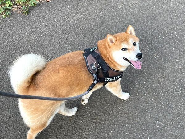 楽しそうにお散歩する栗太郎くん