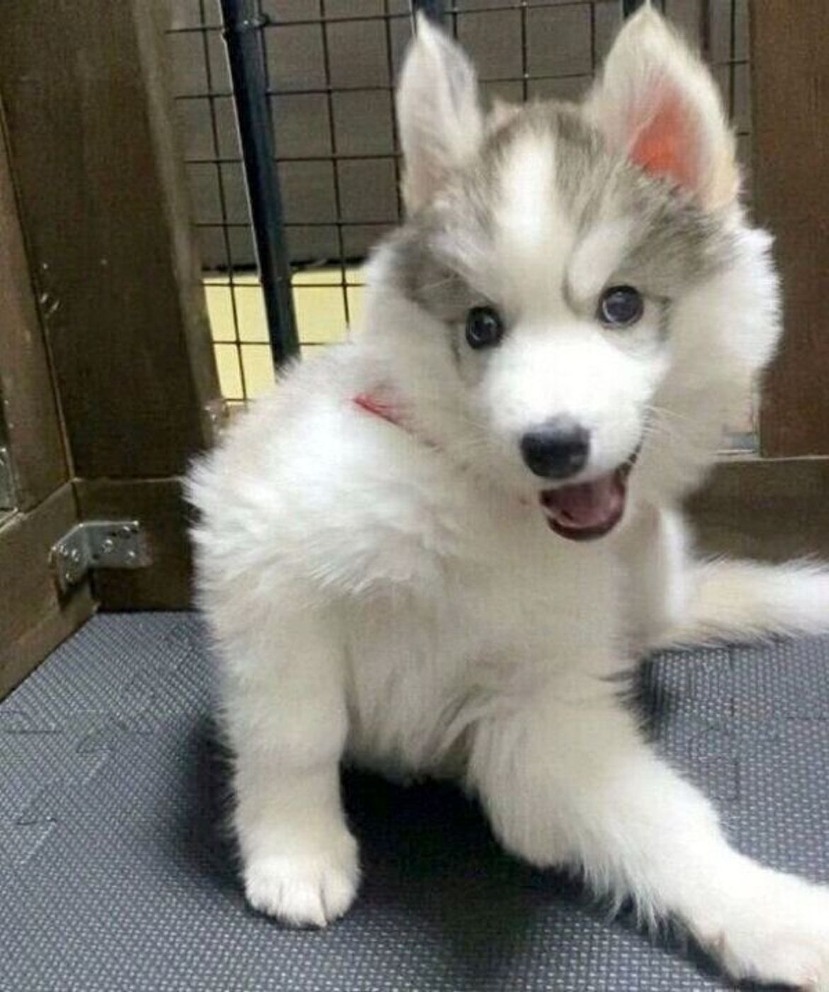 生後約1カ月のあどけないハスキーの子犬 生後8カ月の現在と比較すると 成長スピードがスゴかった いぬのきもちweb Magazine 生後約1カ月のあどけないハスキーの子犬 生後8カ月の現在と比較すると 成長スピードがスゴかった いぬのきもちweb Magazine