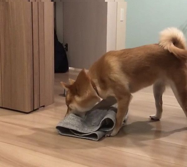 豆柴のにこちゃん