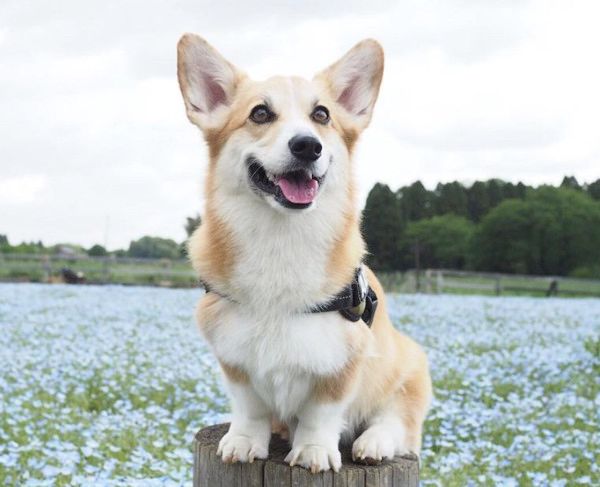 靴下をくわえて逃げ回る犬