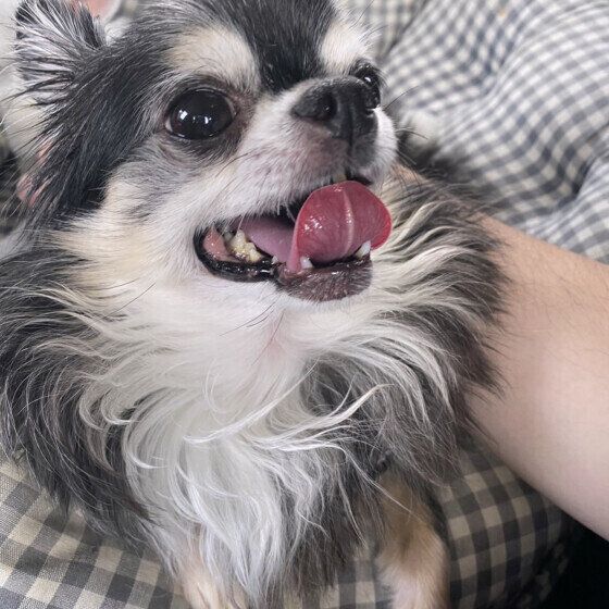 チワワのマロンくん