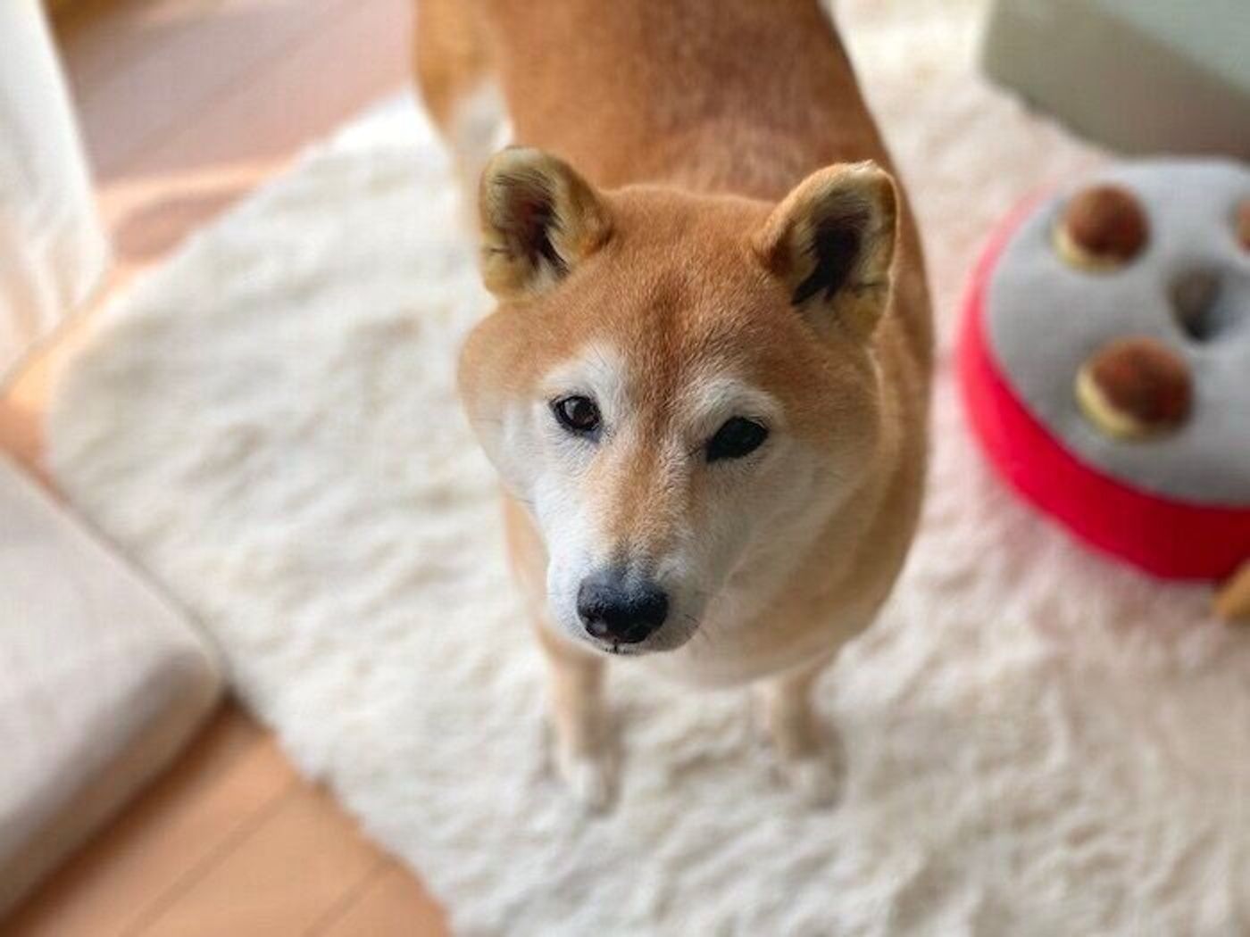 マロたん歩き方がおかしい 不安な気持ちで病院へ行った日のこと いぬのきもちweb Magazine マロたん歩き方がおかしい 不安な気持ちで病院へ行った日のこと いぬのきもちweb Magazine