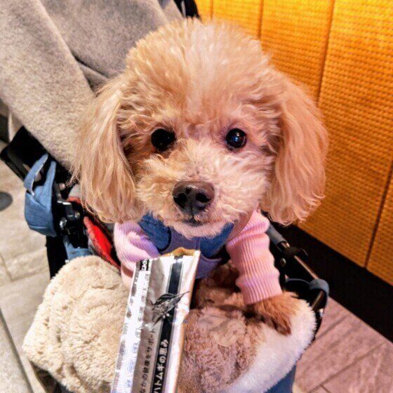 おやつを見つめるトイ・プードル