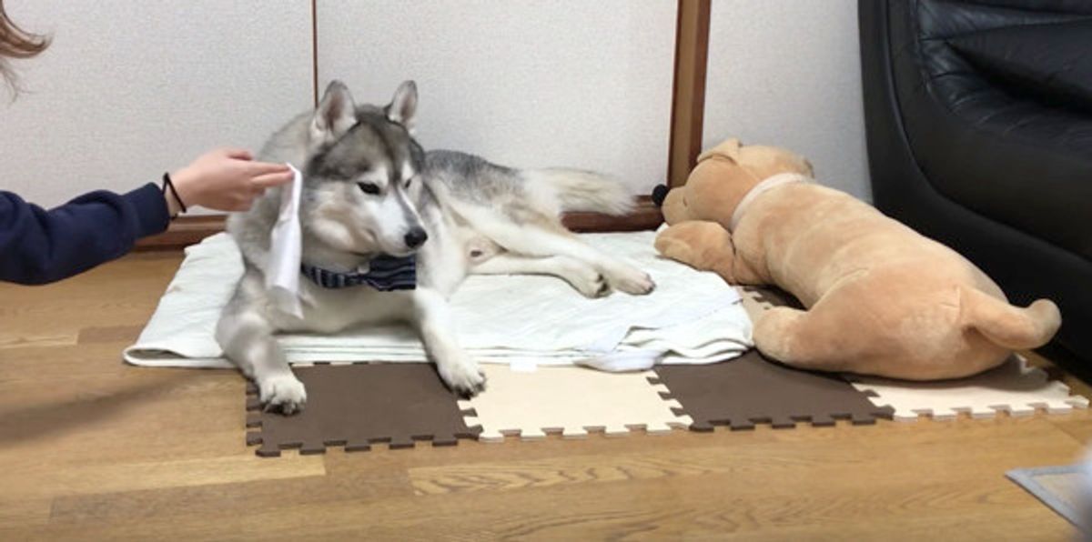 食べてないワン 盗み食いして しらを切るワンコの態度 へ いぬのきもちweb Magazine 食べてないワン 盗み食いして しらを切るワンコの態度 へ いぬのきもちweb Magazine