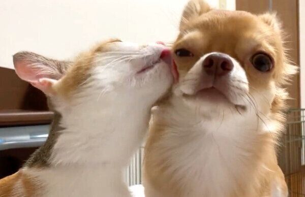 仲良しなぶーちゃんとものこちゃん