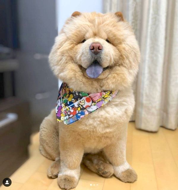 バンダナをつけるくり蔵くん