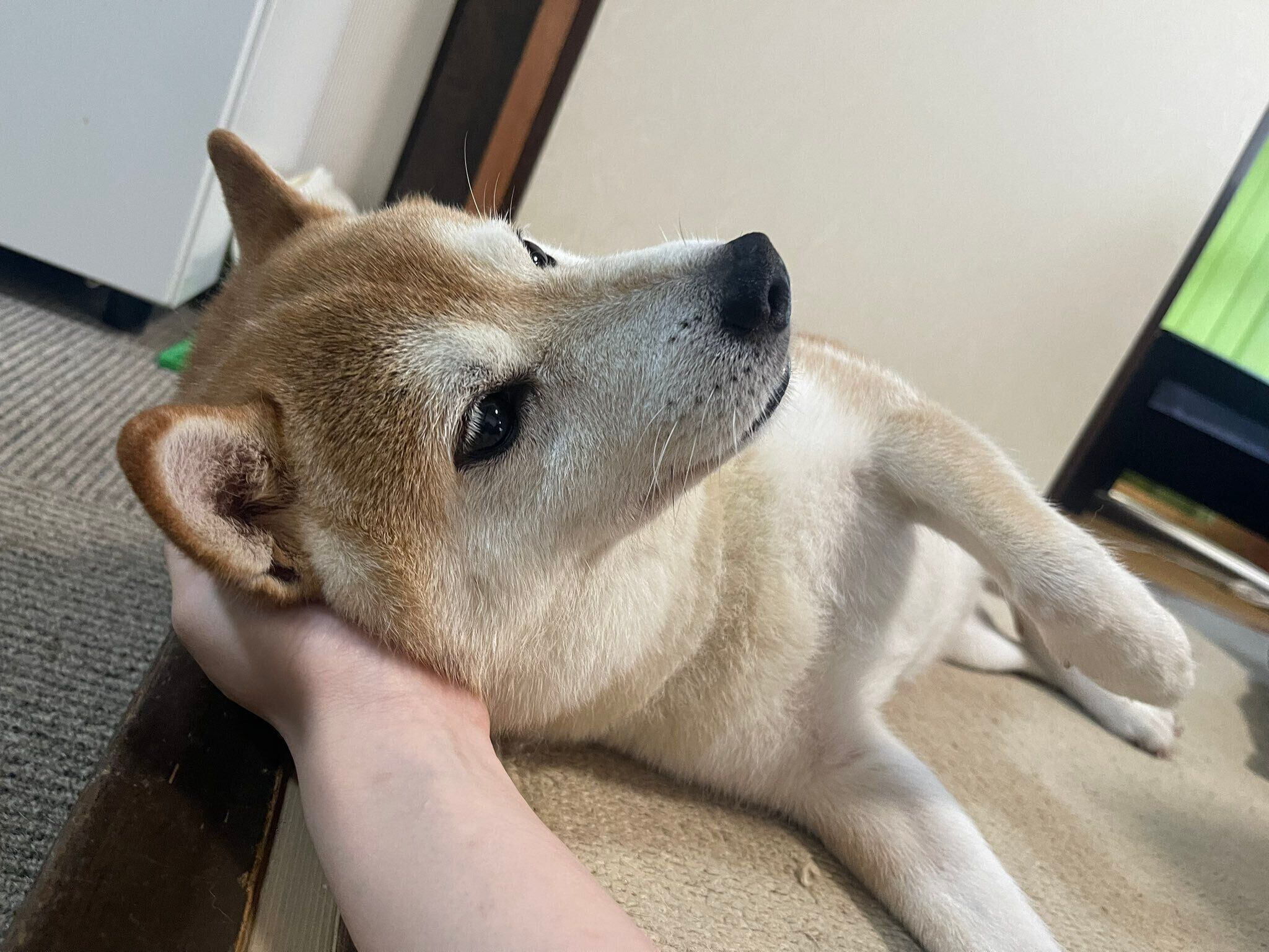 甘えるたまじろうくん