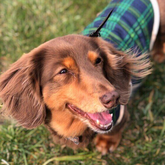 ミニチュア・ダックスフンドのリューちゃん