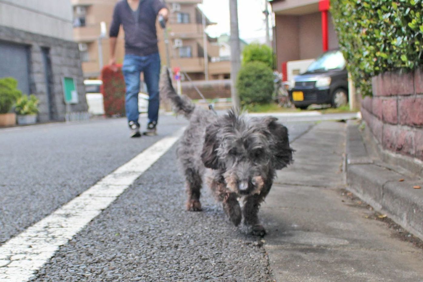 犬の散歩で安易に 伸びるリード を使うと危険が 本当の使い方とは 連載 西川文二の 犬ってホントは Vol 26 いぬのきもちweb Magazine 犬の散歩で安易に 伸びるリード を使うと危険が 本当の使い方とは 連載 西川文二の 犬ってホントは Vol 26 いぬのきもちweb Magazine