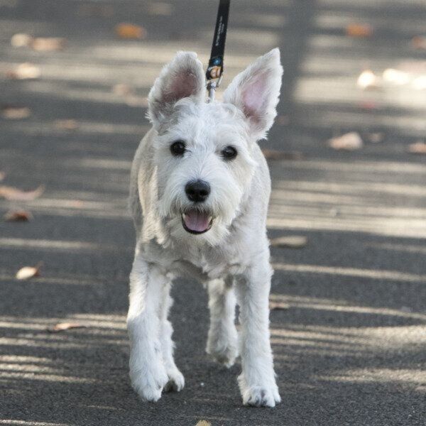 脳への刺激で認知症予防にも！