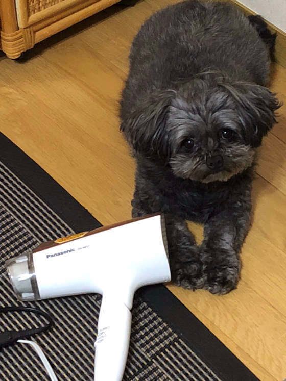 ドライヤー待ちの犬
