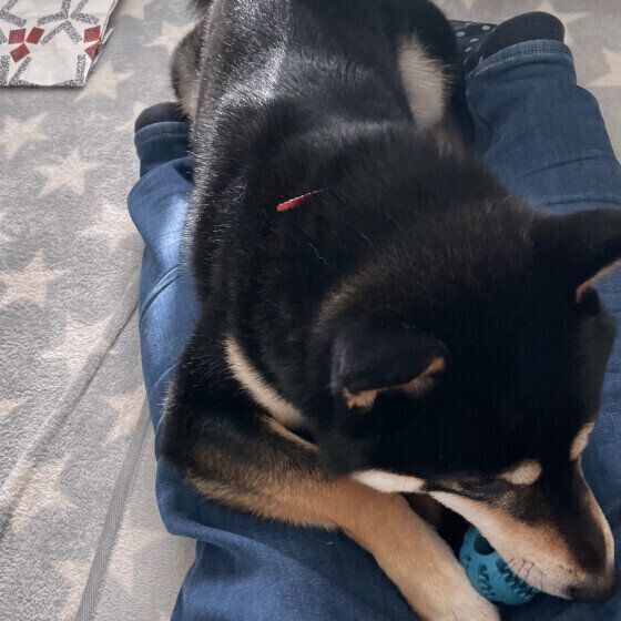 飼い主さんの上でボール遊びをする力くん