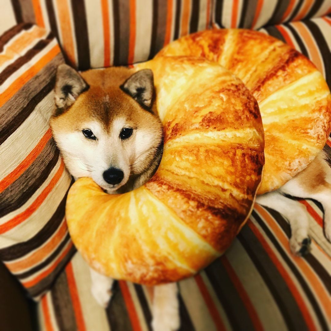 次郎丸ちゃん福丸ちゃんアカウント