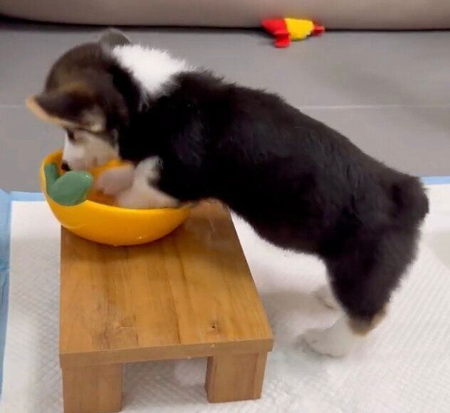 水飲みボウルをホリホリするポルテちゃん