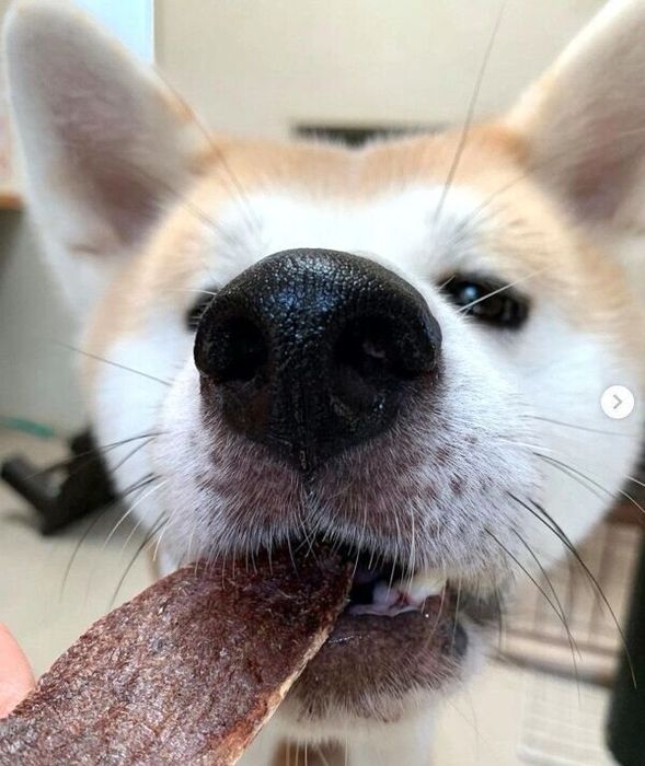 ジャーキーを食べるジロウちゃん