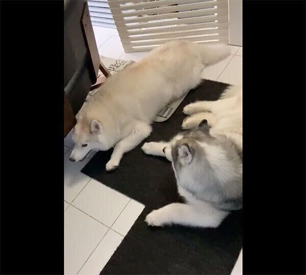 フィスくんの隣で伏せをするグーちゃん