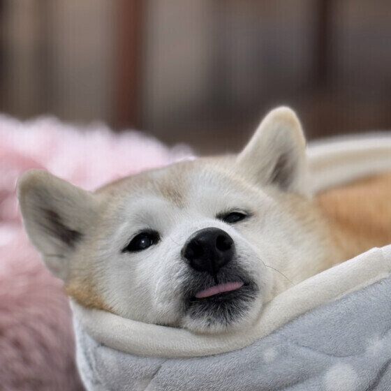 柴犬のももちゃん