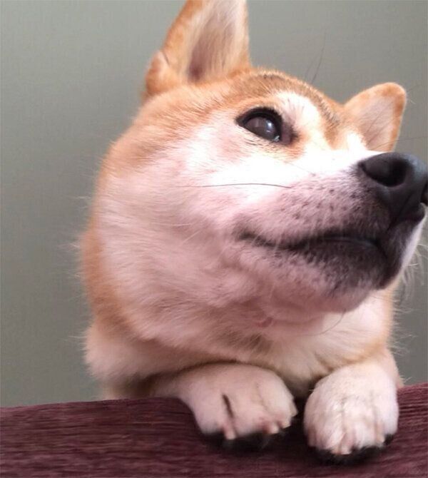 くつろぐももちゃん