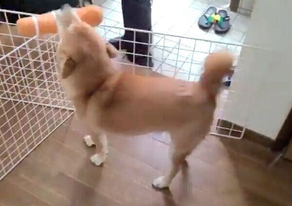 帰宅したお父さんを出迎える麦くん