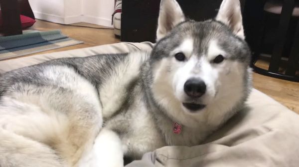 座ろうとするシベリアン・ハスキー