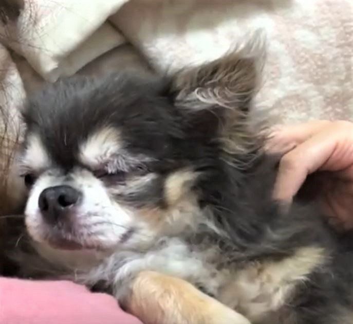 リラックスするチワワ