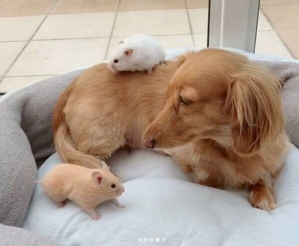 ハムスターたちを優しく見守るシフォンちゃん