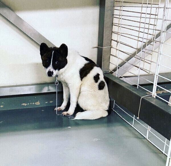 保健所にいた頃のデクちゃん