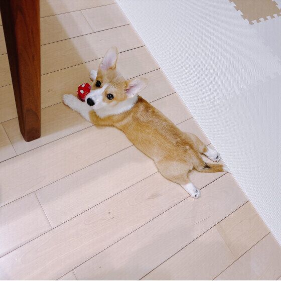 おもちゃで遊ぶウェルシュ・コーギー・ペンブローク