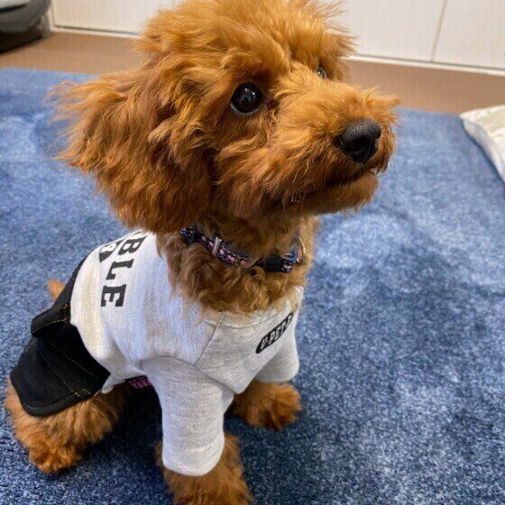 おすわりするトイ・プードル