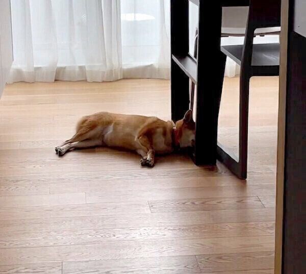 寝転がるあんこちゃん