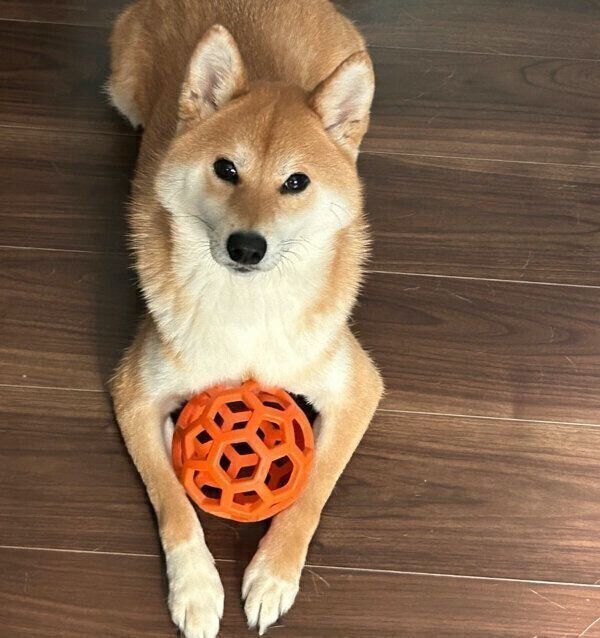 ボール遊びをするたびくん