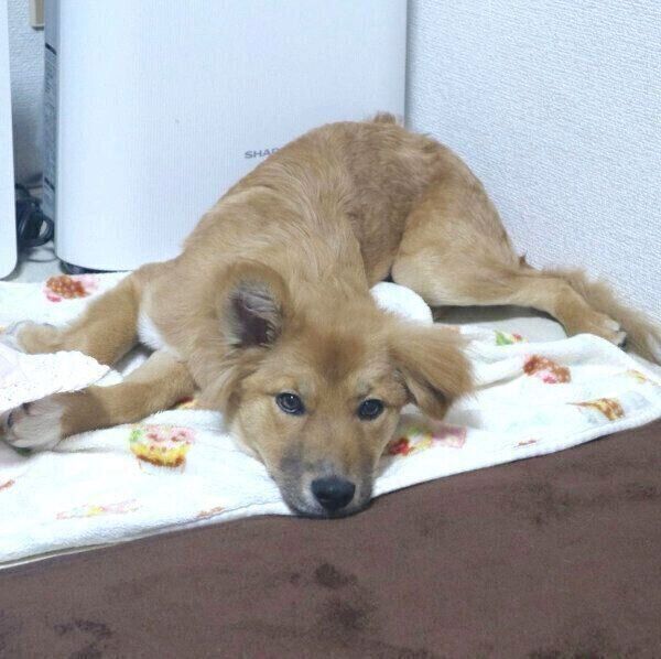 くつろぐ嵐丸くん