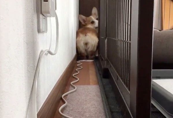 こちらを見るいろはちゃん