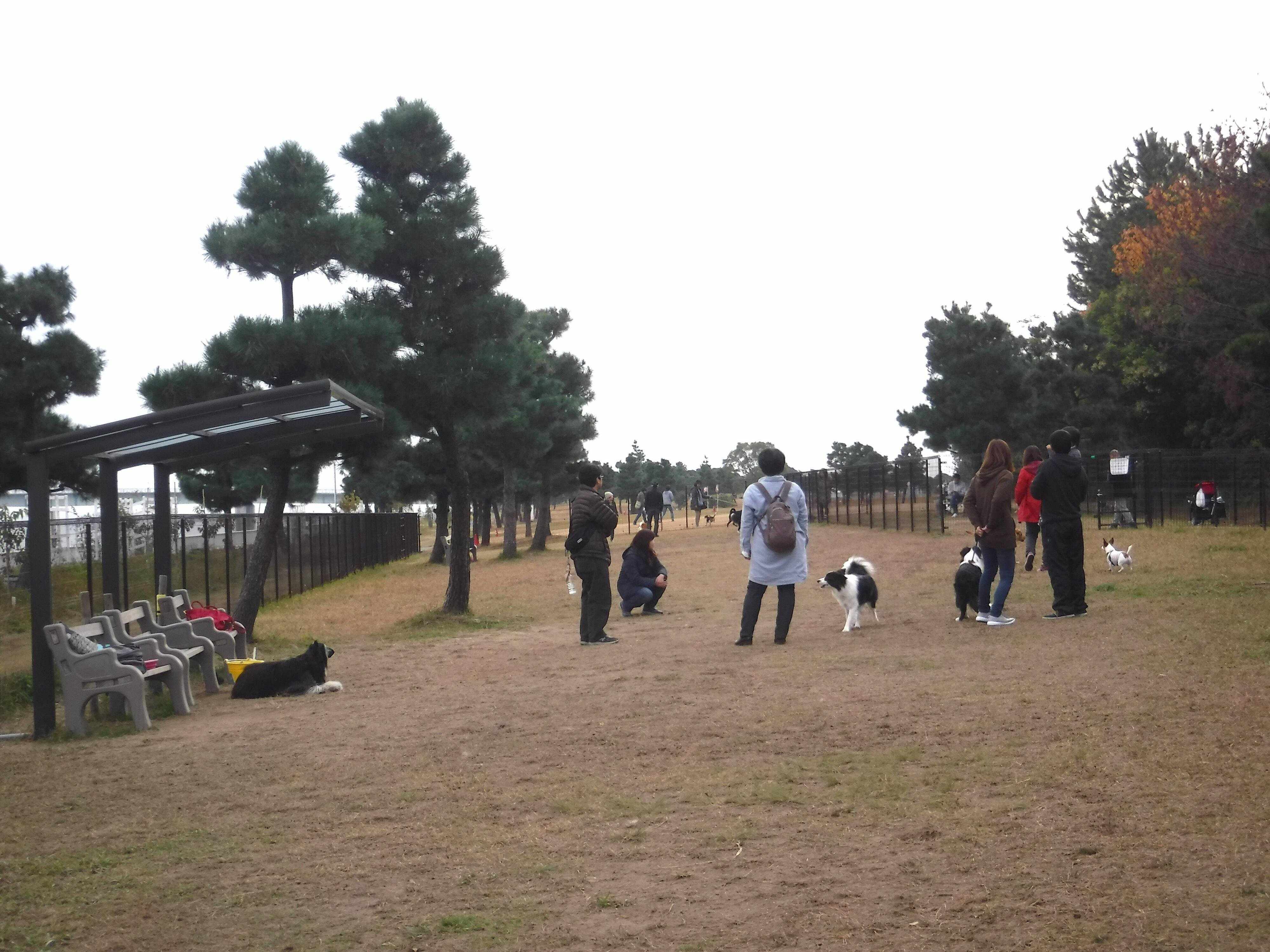 たくさんの犬と飼い主が遊んでいるドッグラン