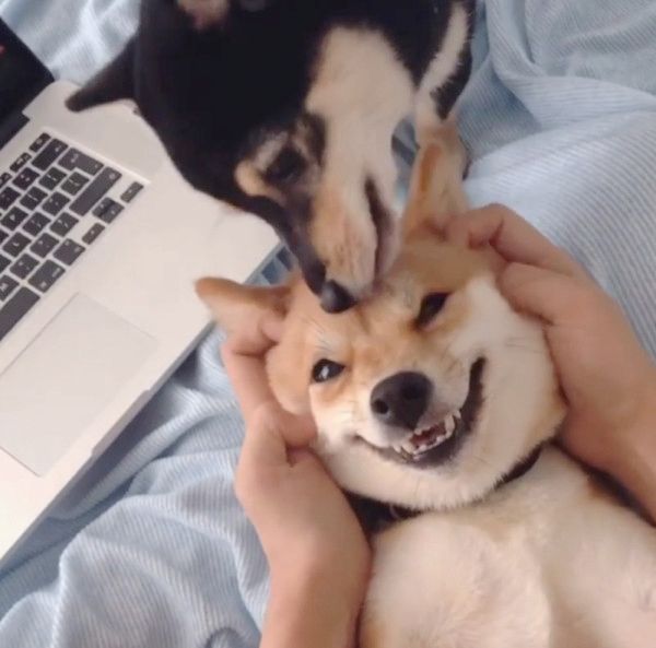 顔面マッサージでニコニコする柴犬