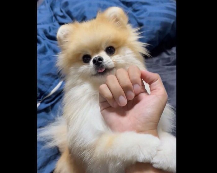 飼い主さんの腕をギュッと掴むレオくん