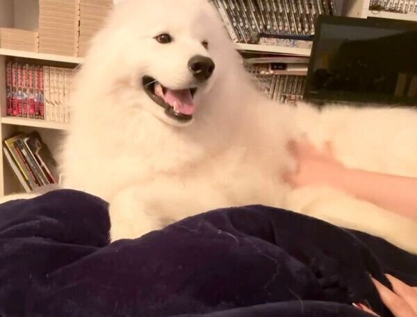 ナデナデしてもらって嬉しいソランくん