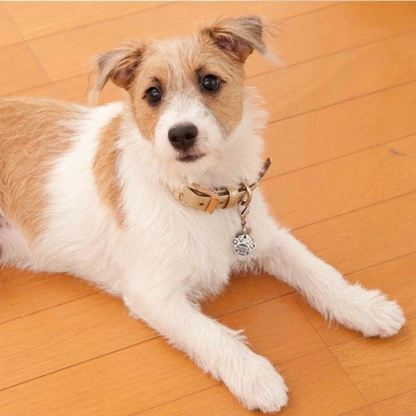 よく咳をする犬 実は 心臓病 かもしれないって本当 いぬのきもちweb Magazine よく咳をする犬 実は 心臓病 かもしれないって本当 いぬのきもちweb Magazine