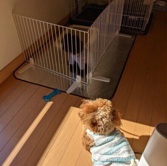 トイ・プードルのレオンくん♪