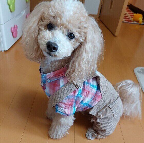 お座りするトイ・プードル